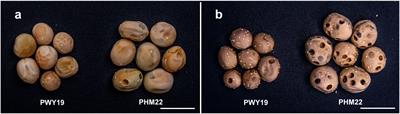 Mapping of quantitative trait locus reveals PsXI gene encoding xylanase inhibitor as the candidate gene for bruchid (Callosobruchus spp.) resistance in pea (Pisum sativum L.)